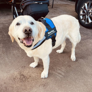 Furryking™ Ultimate Personalized No Pull Dog Harness