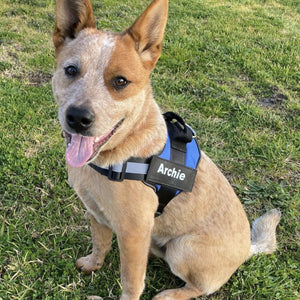 Furryking™ Ultimate Personalized No Pull Dog Harness