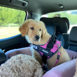 Furryking™ Ultimate Personalized No Pull Dog Harness