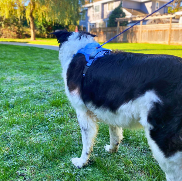 Furryking™ 3 in 1 Dog Harness with Built-In Leash