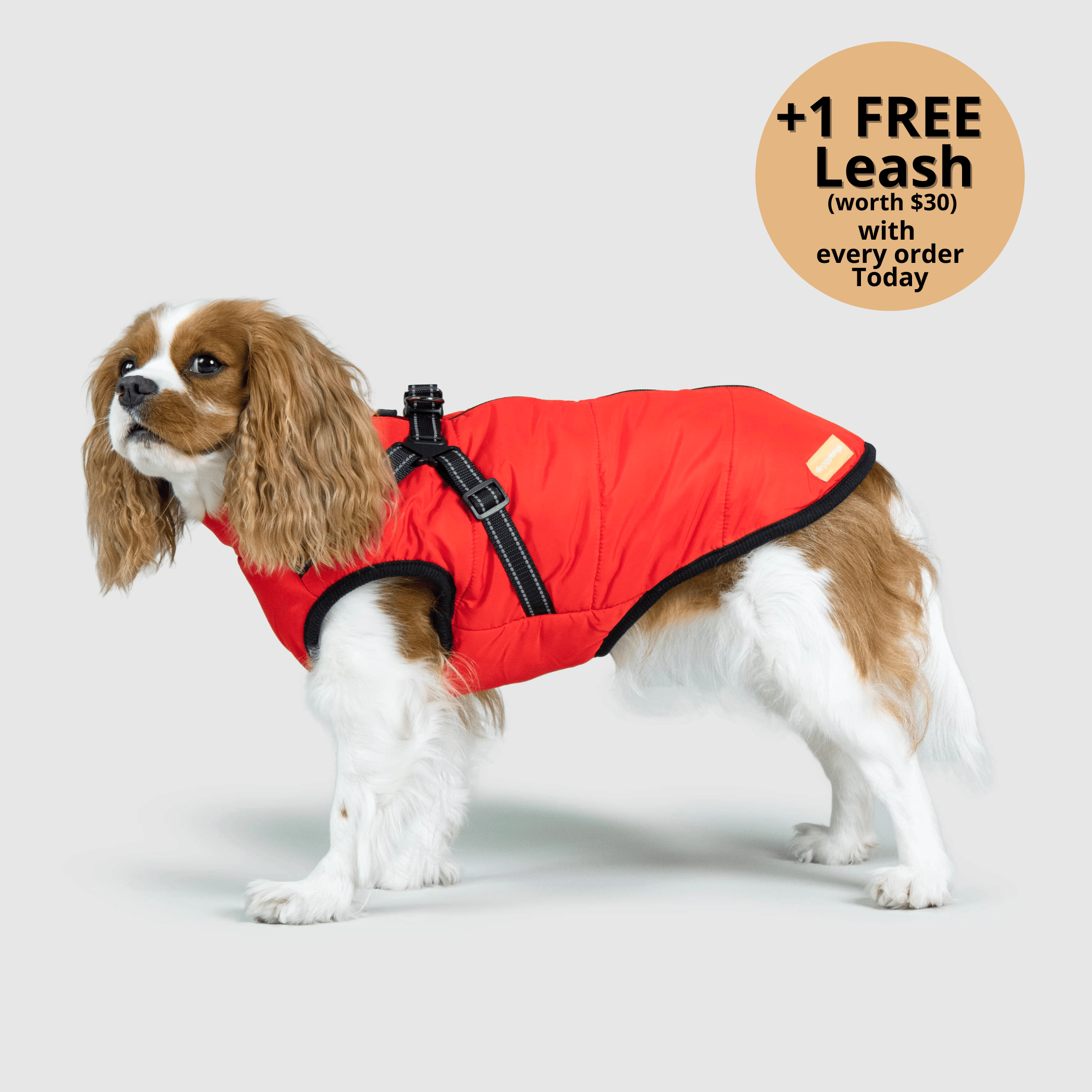 Cavalier king charles spaniel waterproof coat hotsell